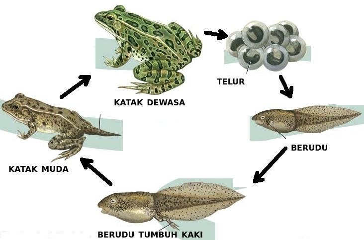 Kitaran Hidup  Katak  Beserta Cara Berkembang Biak Katak  