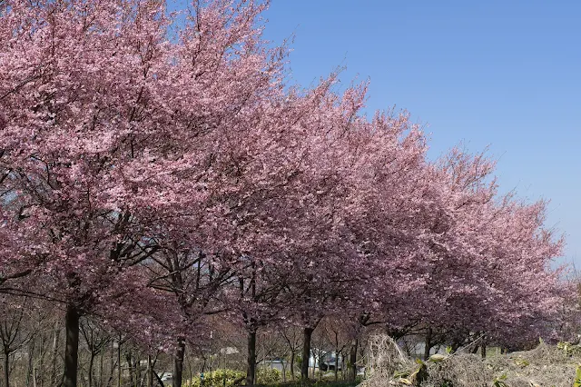 西一郭の濃いピンクの桜