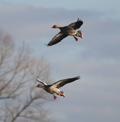 greylag geese, lower derwent valley