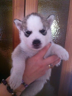 Cachorros husky siberiano Glare Ice´s