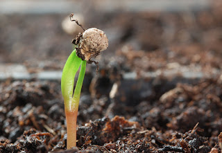 Spinach  germinated