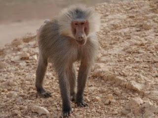 Great ape baboon savanna africa