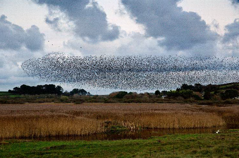 Murmuration of starlings in Cornwall