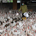 Pemain industri ayam ikut kepala sendiri, tidak ambil peduli soal harga siling ayam RM8.90 sekilogram