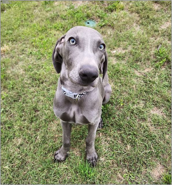 weimaraner