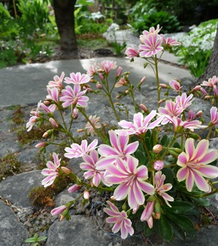 023 korr Lewisia Daniel Grankvist