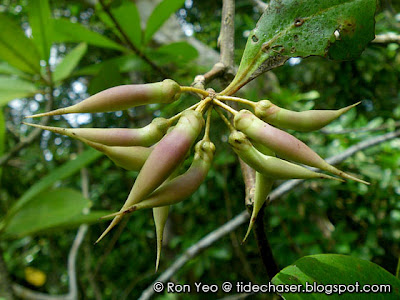 Kacang-kacang (Aegiceras corniculatum)