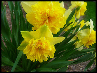 narcissus