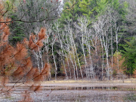 aspen trees by wetland