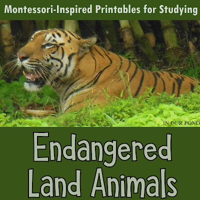 Endangered Land Animals 3-Part Cards from In Our Pond #montessori #printable #homeschool #montessoriathome #homeschoolprintables #school #montessoriactivities