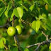 Pohon Manchineel & Buah Manchineel