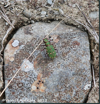 34-green-tiger-beetle