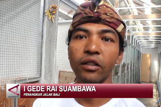 Bermodalkan uang 24 juta rupiah, Rai Suambawa di tahun 2008 membeli sejumlah Jalak Bali dari arena lomba kicau burung di Yogyakarta. Bersama warga Bongan lainnya, Rai Suambawa mampu mengembangbiakkan Jalak Bali hingga ribuan ekor. Kini, di lokasi penangkaran miliknya terdapat 100 pasang induk Jalak Bali yang siap untuk berkembangbiak.