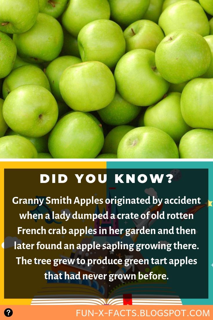 Interesting fact: Granny Smith Apples originated by accident