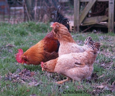 Gruppo di Gallina Boffa al pascolo che razzola. Ssshhhhttt!! Non fate sapere all'UMA che mangiate cose diverse dalle vostre sorelle in gabbia!! Foto di Andrea Mangoni.