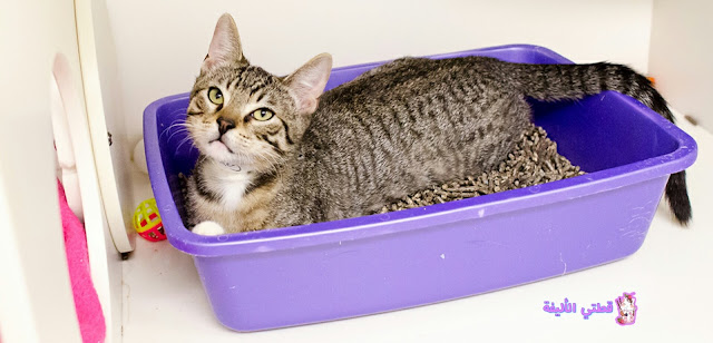 المشاكل التي تواجه القطط في استخدام صندوق فضلات القطط وعلاجها