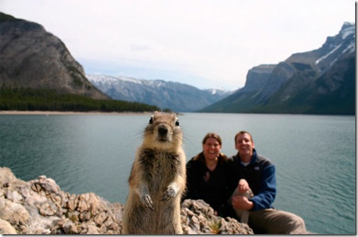 crasher squirrel
