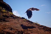 Galapagos Hawk in Flight above Galapagos Volcanie Rock