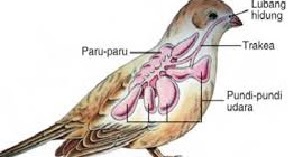  Bagaimana  cara  burung bernapas  saat terbang di udara 