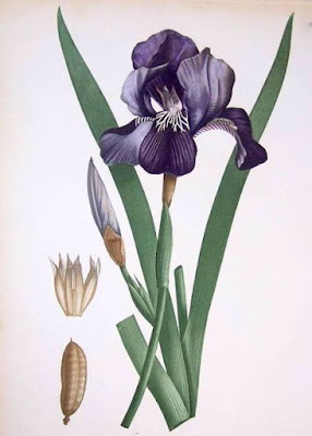 Iris germanica botanical print, Iris in Shakespeare