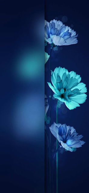 Flower, Rose, Plant, Blue, iPhone Wallpaper