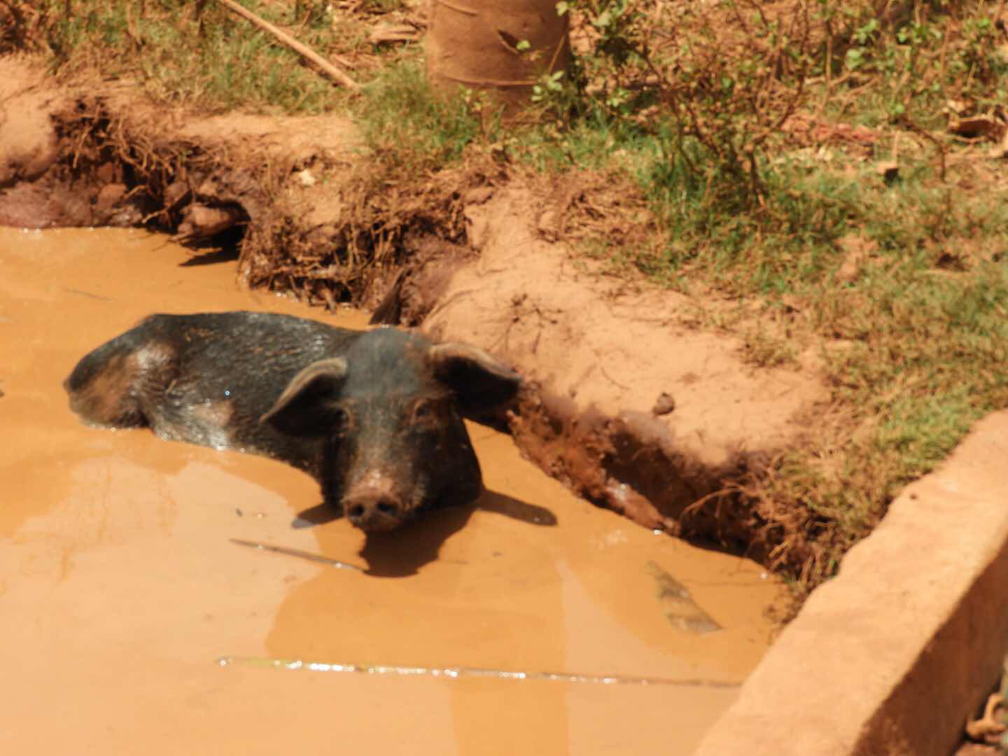 Pigs in Tsaranoro - Madagascar