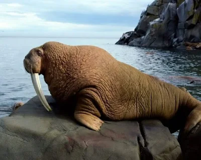 Walrus