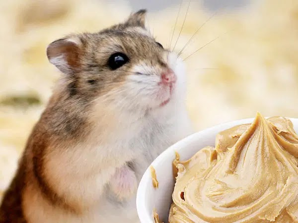 You bet they can eat peanut butter. What's the Truth, and How Does It Help Hamsters?