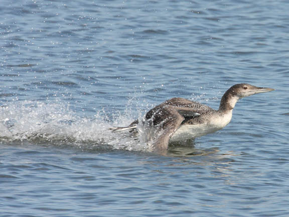 common loon drawing. common loon drawing. hot hair