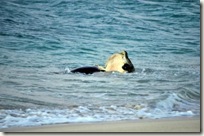 turtle mating 2
