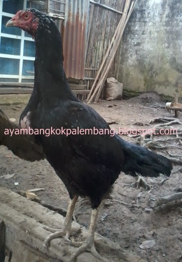 Ayam Bangkok Palembang: Profil