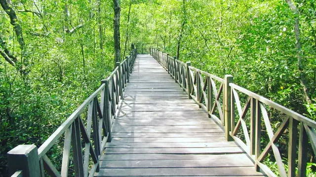 Mangrove Tanjung Penajam Paser Utara