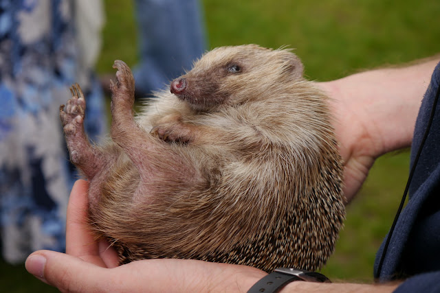 Hedgehog