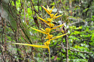 wild heliconia amazon jungle rainforest brazil