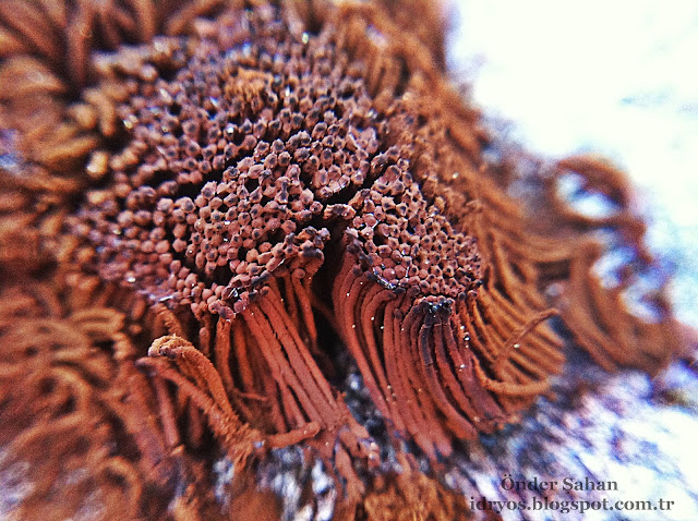 Beyaz makro mantar , macro fungi 