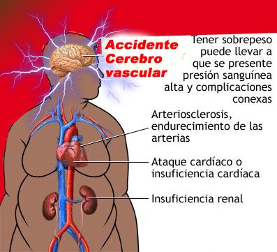 funciones del cerebro humano. El cerebro es un órgano muy