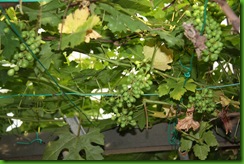 Anggur 8.3.2011 014