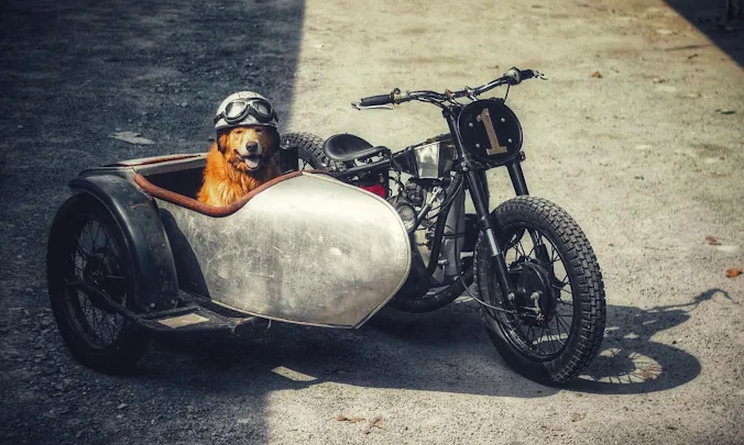 Just a happy dog in a sidecar.