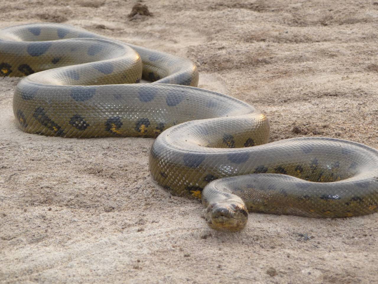 New: Images for Anaconda Snake