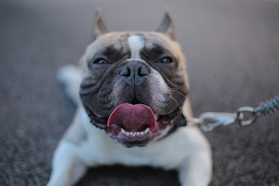 bulldog pit terrier