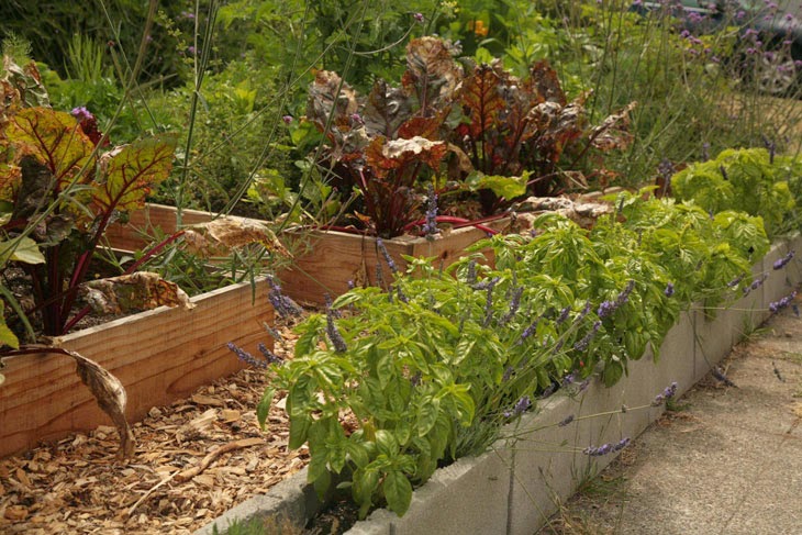 He Started With Some Boxes, 60 Days Later, The Neighbors Could Not Believe What He Built - Cinder blocks are perfect for growing herbs.