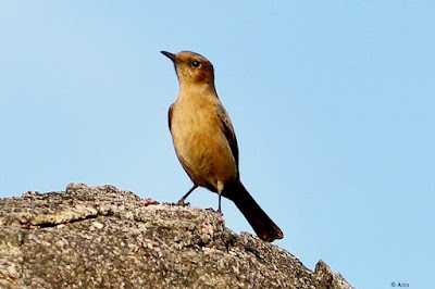 "Brown Rock Chat - Oenanthe fusca, common resident perched upon a rock."