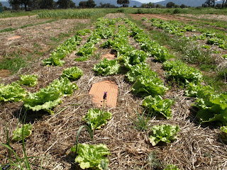 Bancal de Escarola Gigante Hortelana