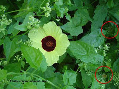 Hairy Okra - Hibiscus abelmoschus