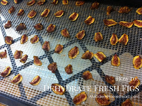 figs in dehydrator