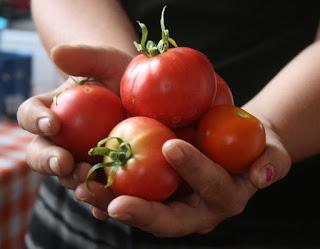 Tomatoes from our garden