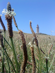 Flower and Tower   Sprint in Tower of Hercules (Corunna, Spain)   by E.V.Pita   http://evpita.blogspot.com/2011/05/flower-and-tower-flores-torre-de.html   Flores + Torre de Hércules  (Primavera en Torre de Hércules, A Coruña)  por E.V.Pita