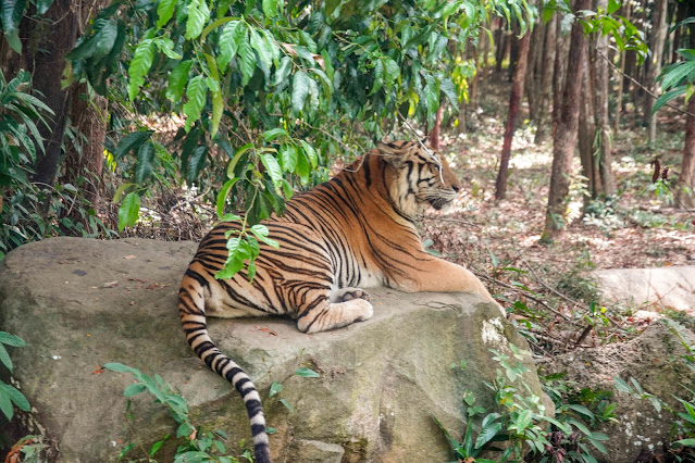 【富國島】觀光．越南最大野生動物園，近距離接觸動物｜Vinp