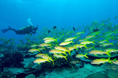 Tips Scuba Diving (Menyelam)
