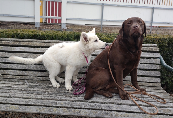 hvit gjeterhund labrador